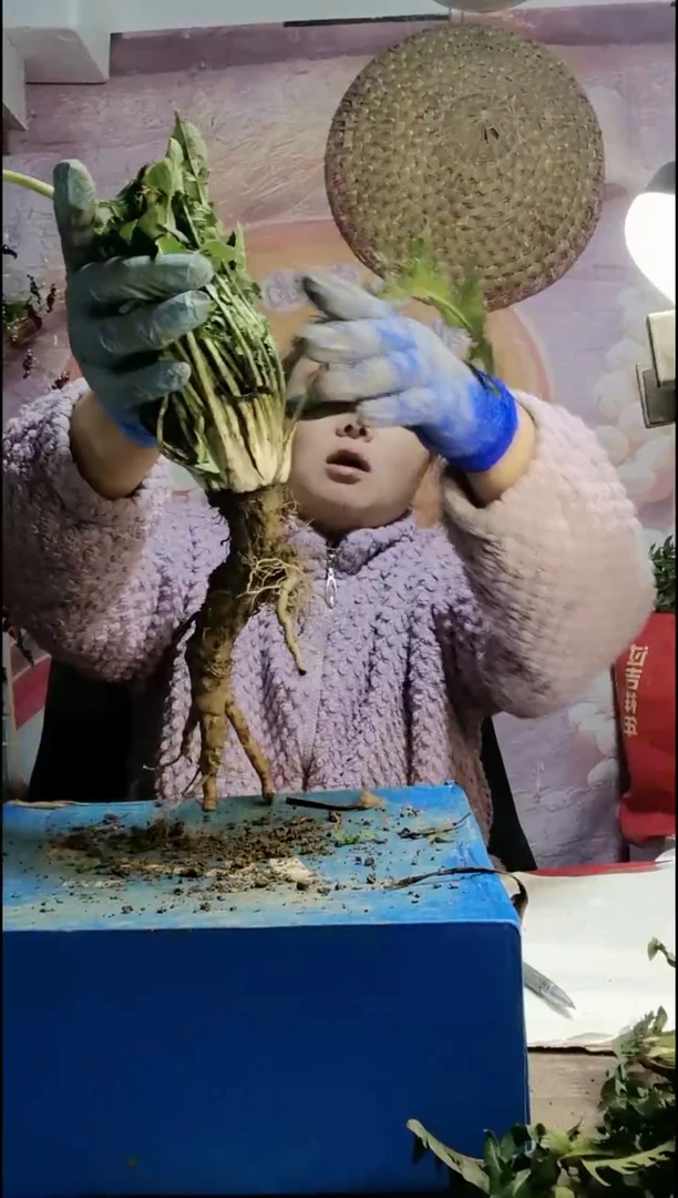 少量花朵（建议范围：2朵-5朵 或40%以下）金*蒲公英