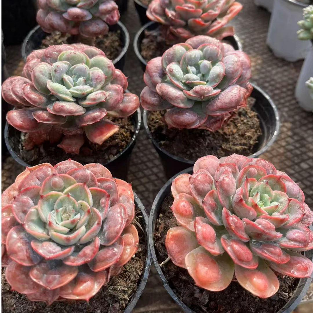 6月2日801-900号昆明多肉基地一物一拍满18包邮