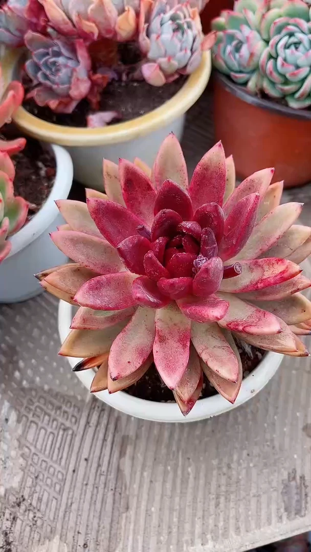 【闪购商品】16298