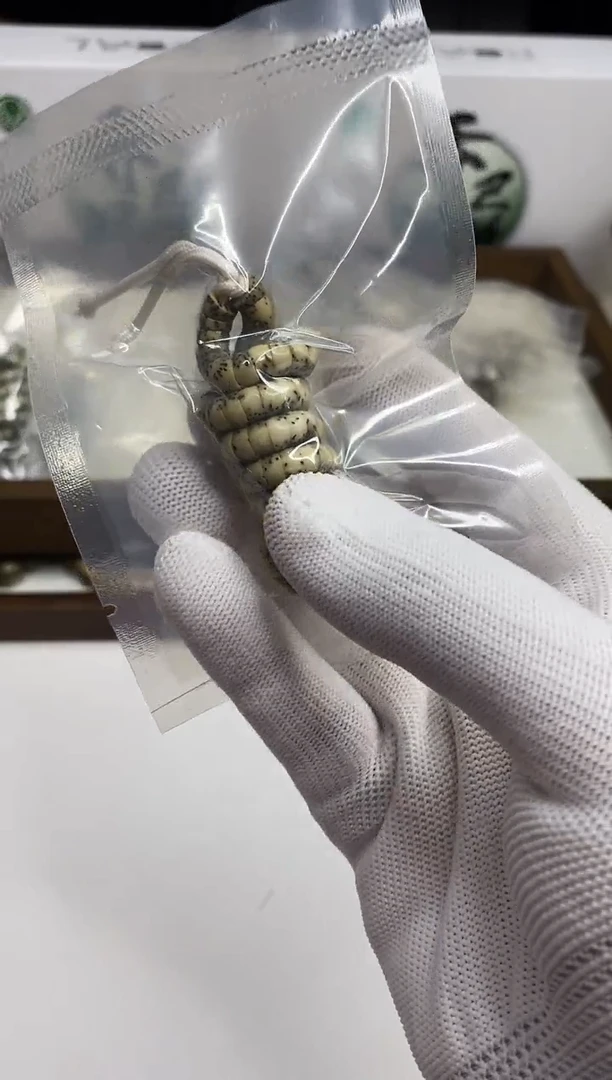 星月菩提手串228 石玉料猪大肠6mm