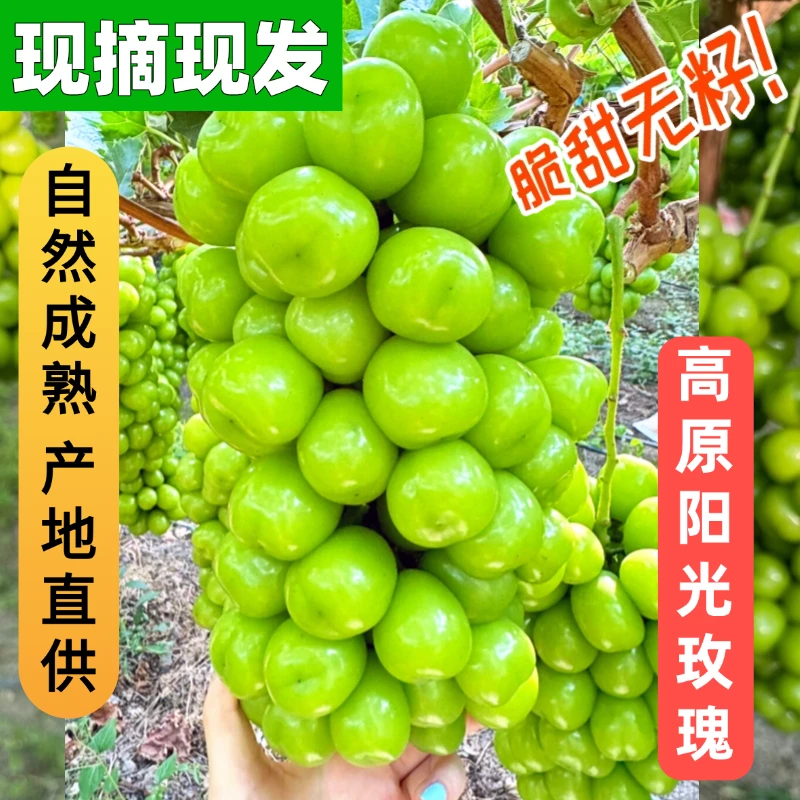 【顺丰包邮】阳光玫瑰葡萄基地新鲜现采精品整箱整串产地直发冷链运