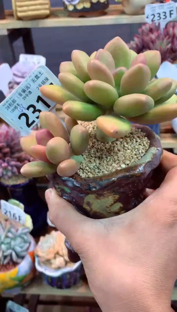 231F（一物一拍，精品多肉，w所见即所得 ）