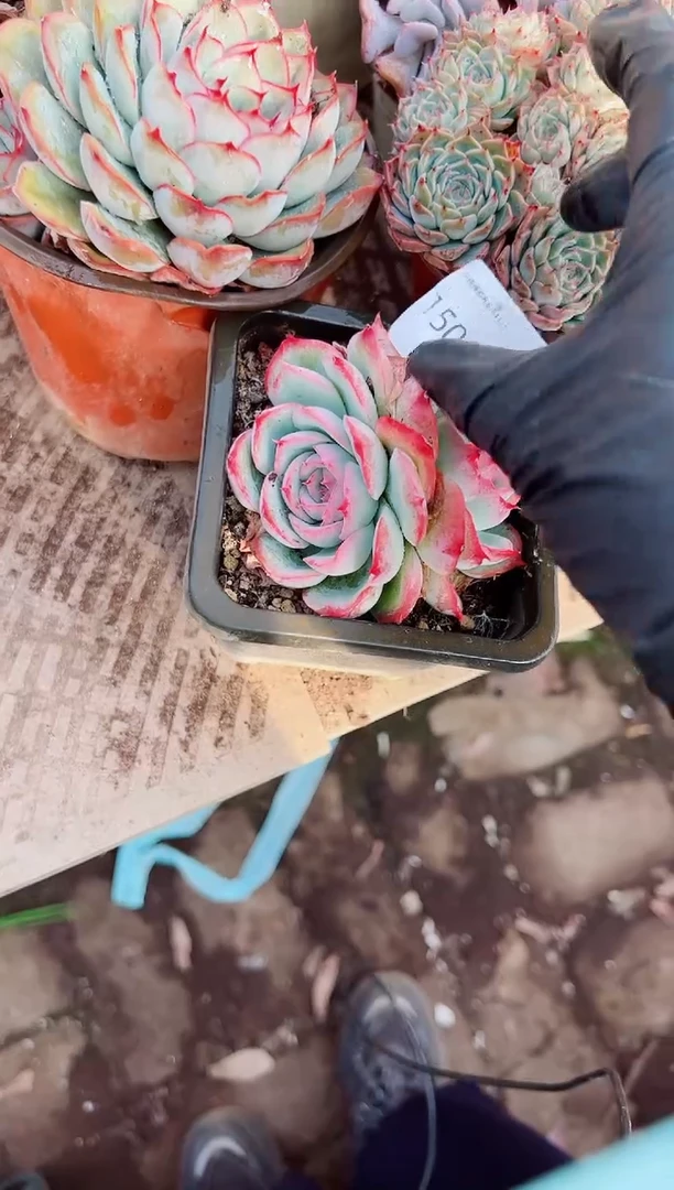 派*星多肉植物一物一拍15003