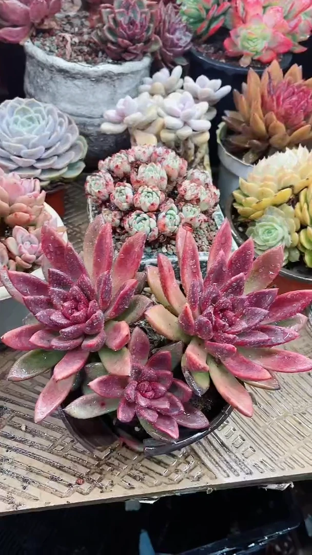 【闪购商品】15080