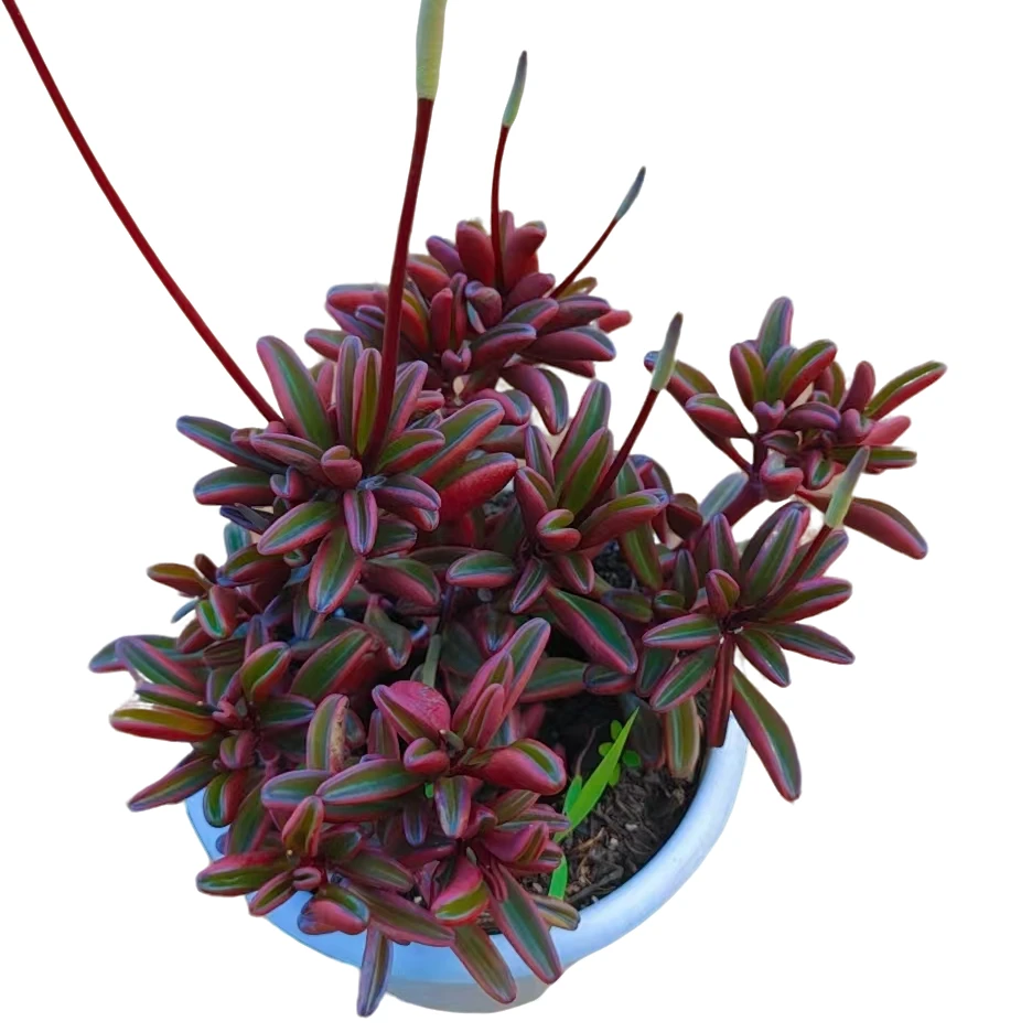 红背椒草   多肉植物