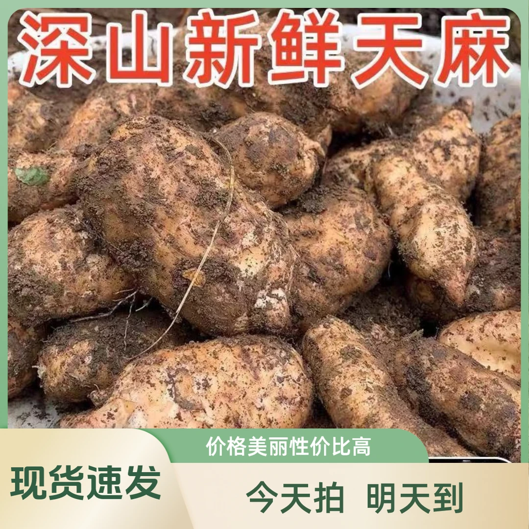 【萌厨娘】贵州新鲜毕节天麻仿野生种植炖鸡煲汤