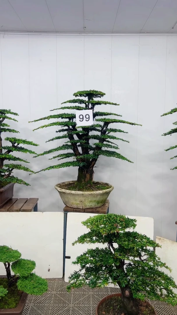无花朵造型盆景一物一拍