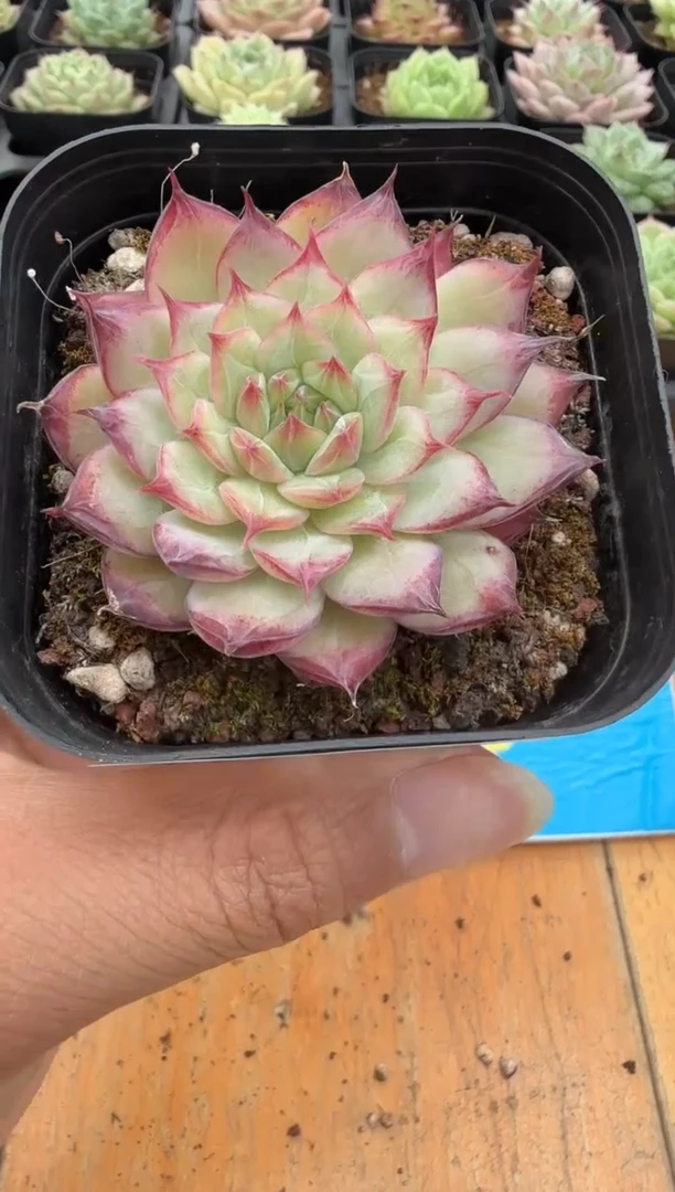 东云多肉园二店-31