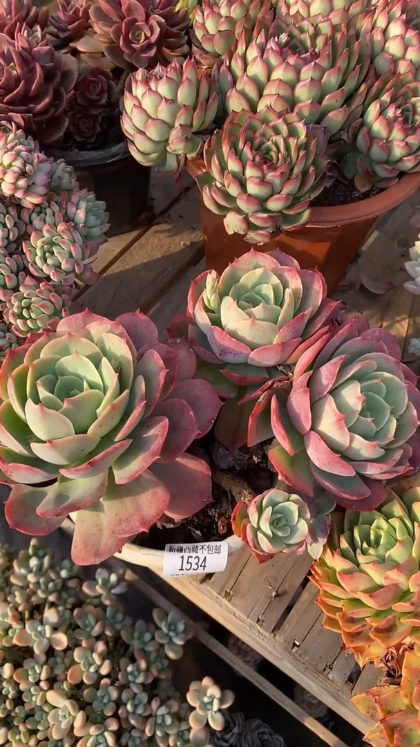 【闪购商品】1534白雪