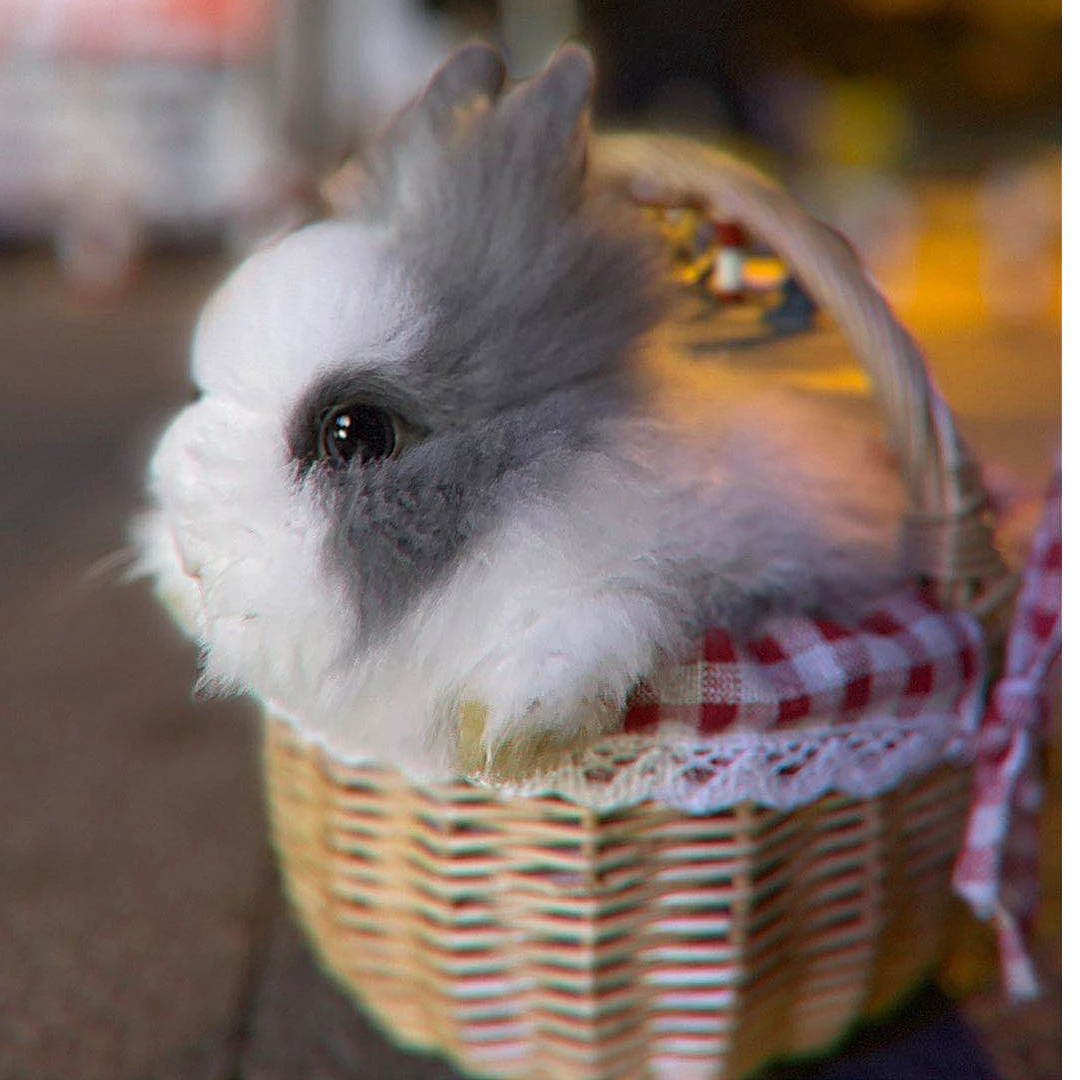 【粉丝特惠】美系双血道奇猫猫兔健康好养宠物兔活体