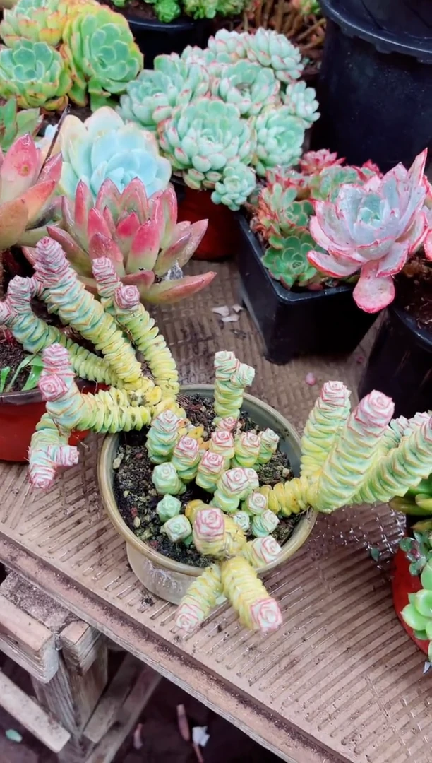 언****）18024多肉植物一物一拍