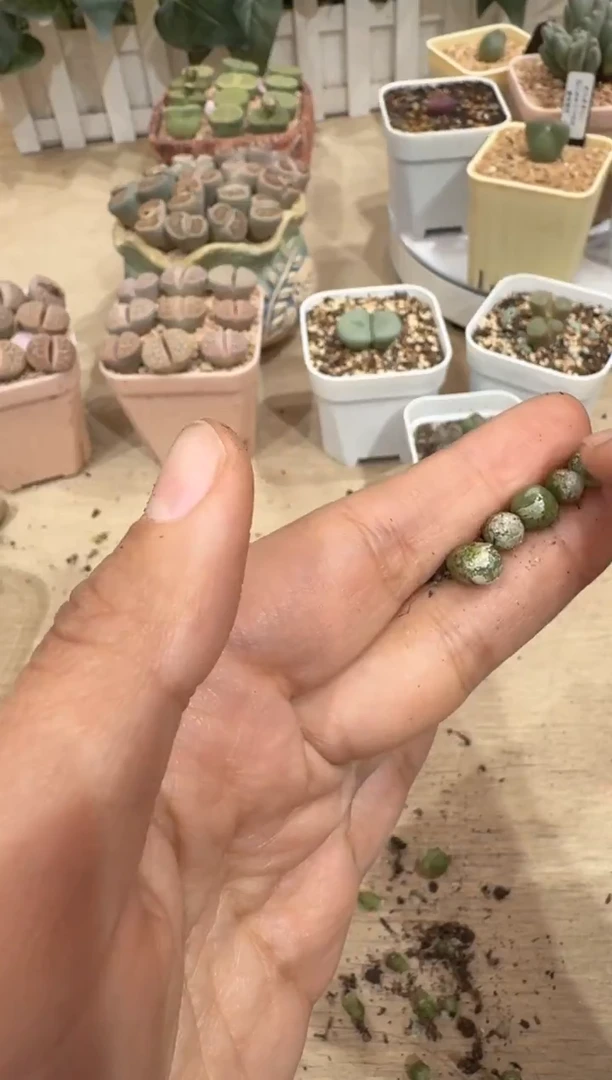 29-170多肉植物肉锥哈默一颗