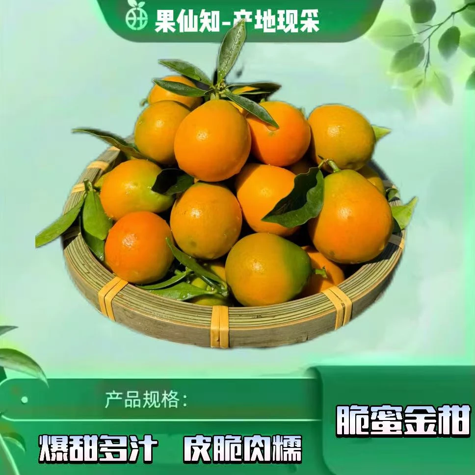 【空运-脆蜜金柑-超大果A级-净重1斤】广西壮族自治区