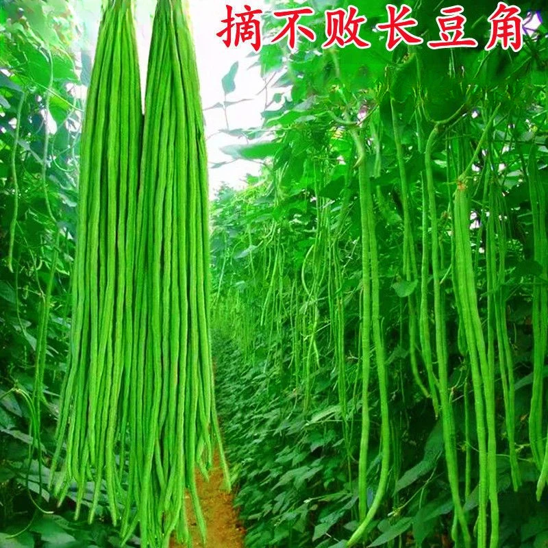 【黑眉长豆角种子】有架长豆角种子耐热软糯无筋无丝豆角蔬菜籽