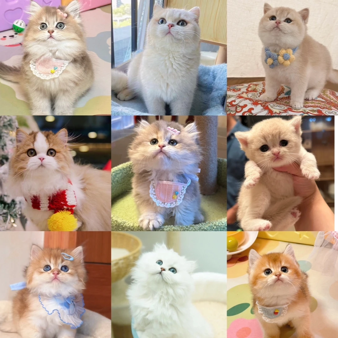 宠淘淘家宠物活体小猫咪
