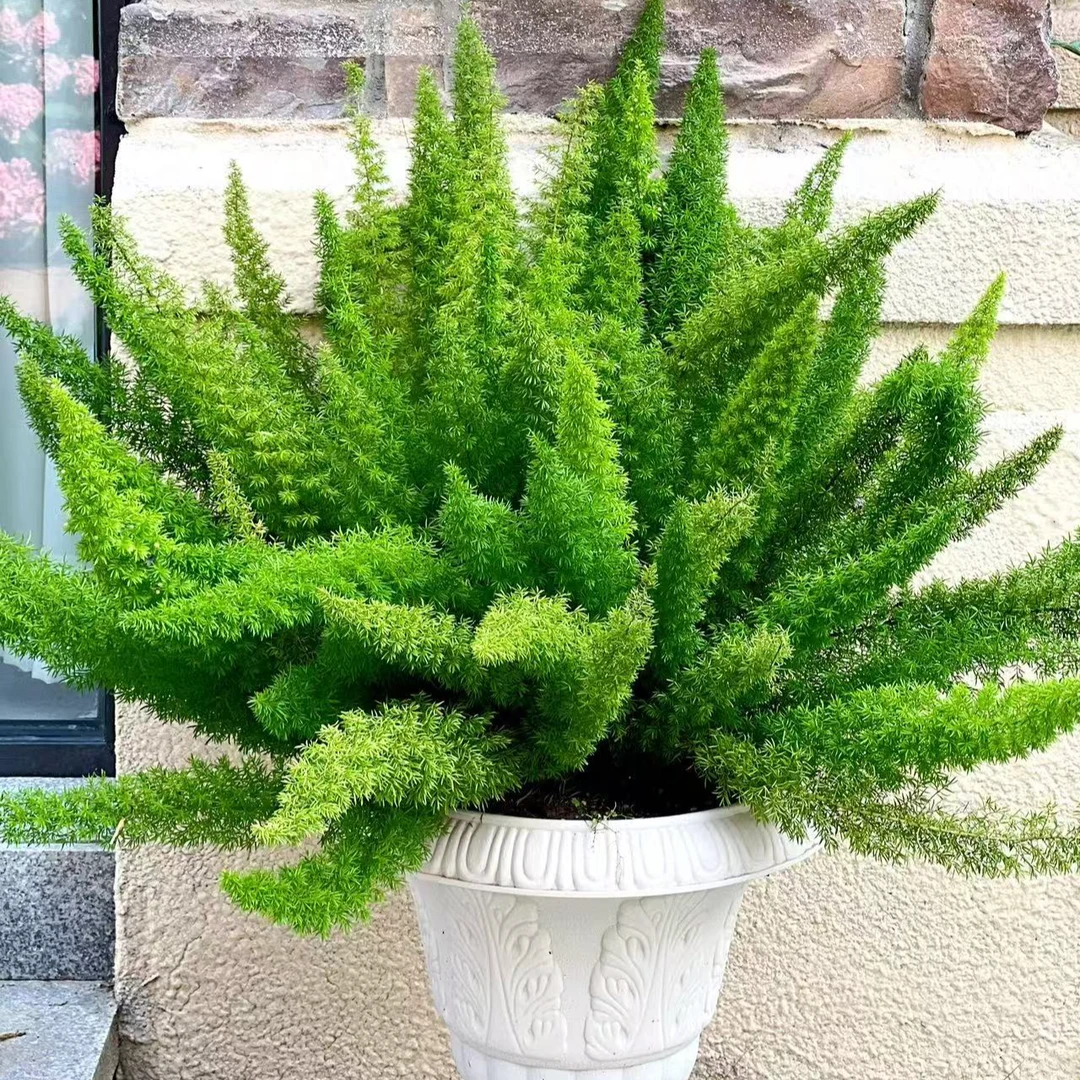 狐尾天门冬绿植盆栽四季常青耐旱好养庭院阳台造型独特花境植物