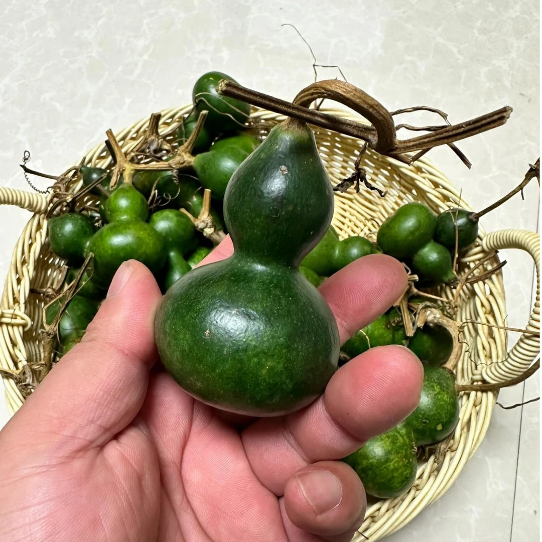 墨绿手捻葫芦种子翠玉葫芦翡翠葫芦小葫芦亚葫芦种籽四季盆栽阳台