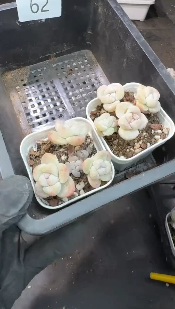 【闪购商品】62号到手1框---江北多肉