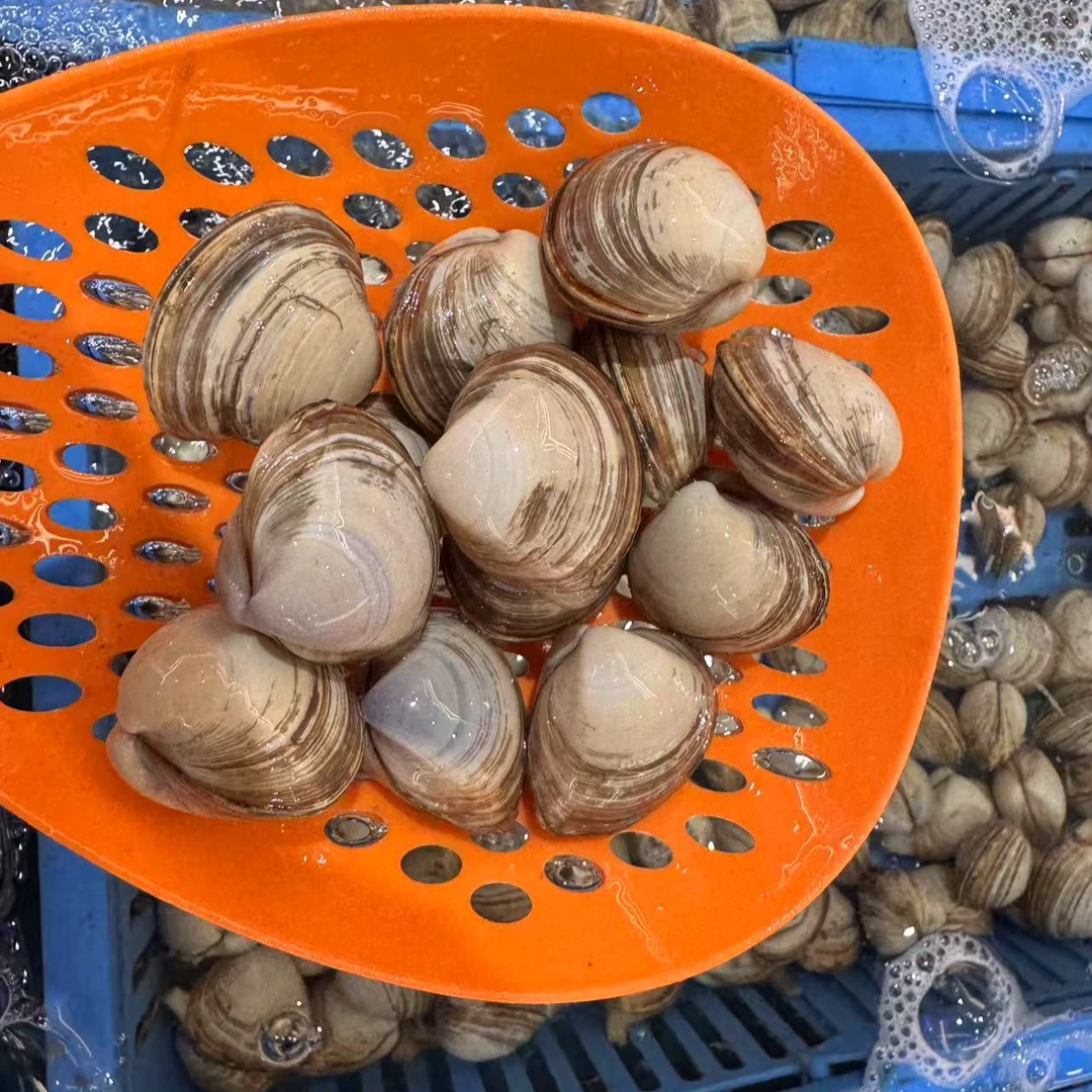 1份*丹东白蚬子1000g