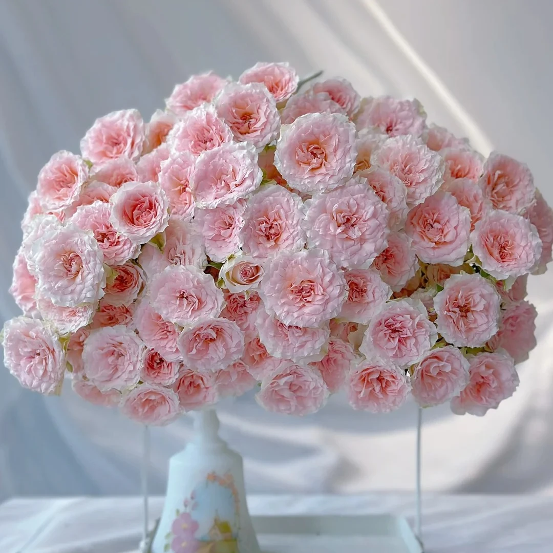 【我种花】情迷罗拉多头玫瑰小众稀有粉色系鲜切花束水养云南直发