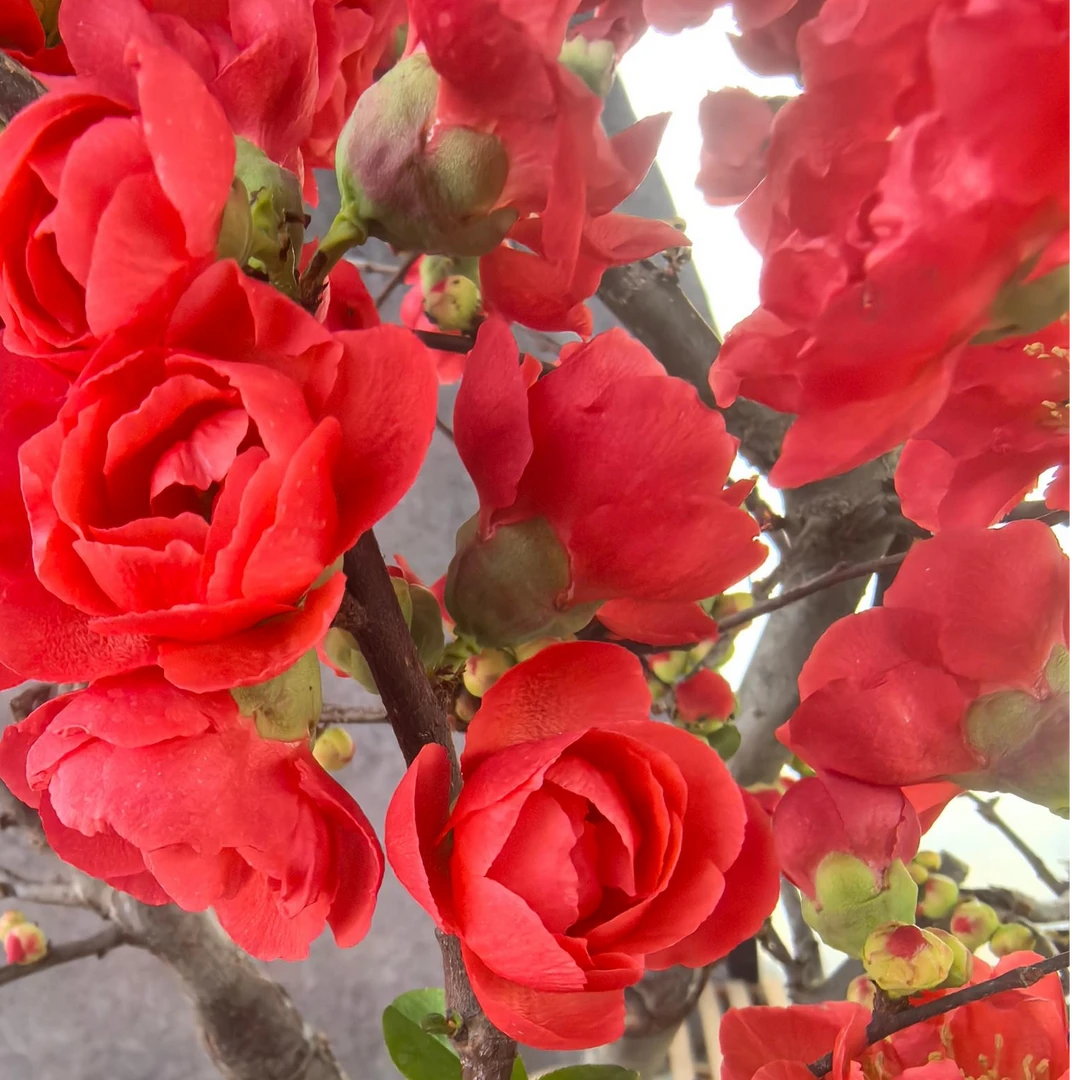 玫瑰海棠花树苗盆栽绿海棠盆景耐寒室内阳台花卉绿植