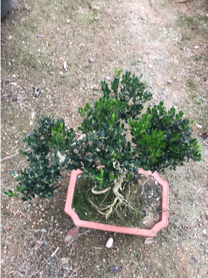 小叶雀舌皱皮黄杨龙鳞罗汉松绿植盆景