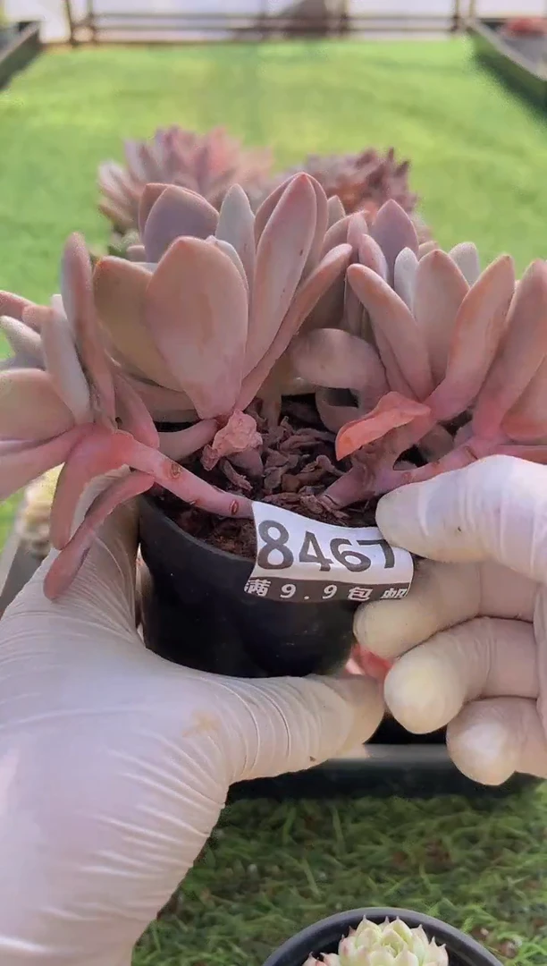 【闪购商品】信福多肉一物一拍