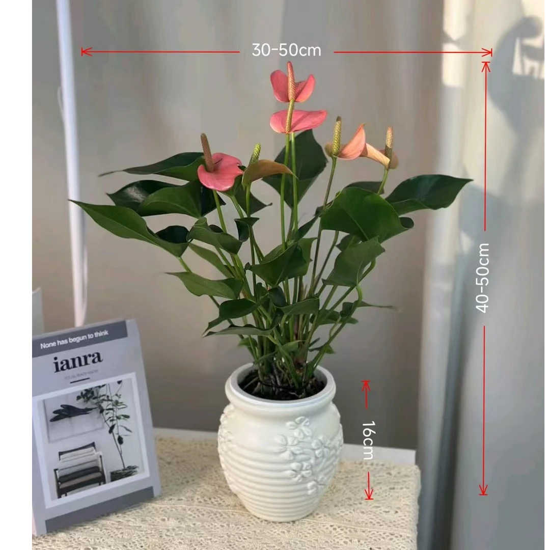 带盆水培粉掌带花花苞3-5花净化空气40-50CM桌面盆栽粉掌绿植