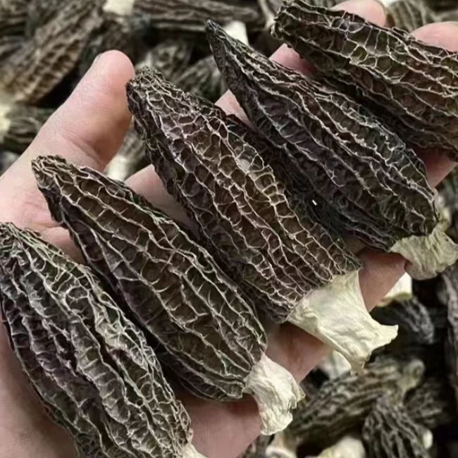 云南当季新货羊肚菌干货100g新鲜菌菇煲汤野生干货干货精品煲汤