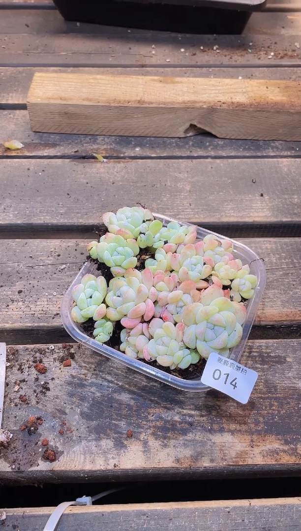 【闪购商品】014冰魄白冰量拍1盒