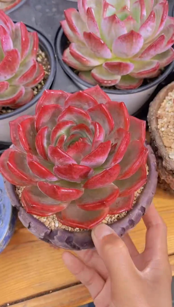 A382-母本夜魔侠10cm脱土发（量拍