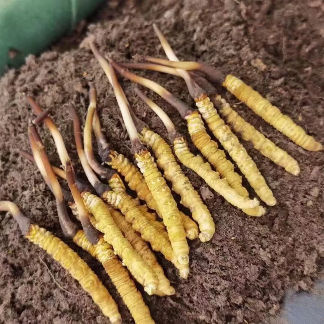 按克卖 1.0-1.6 冬虫夏草正品头期鲜冬虫夏草