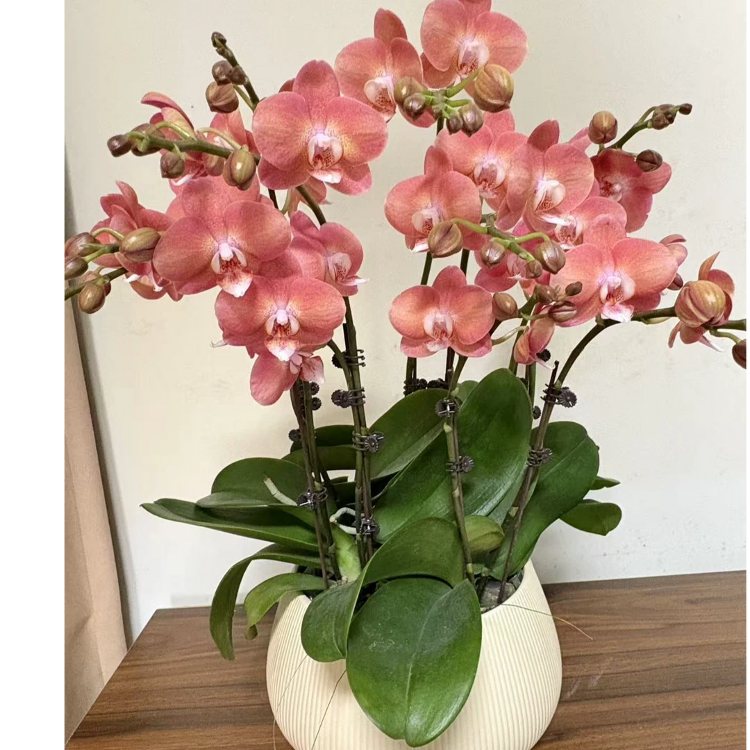 蝴蝶兰【鲑鱼】盆栽花卉观花植物室内厂家直销批发客厅清新