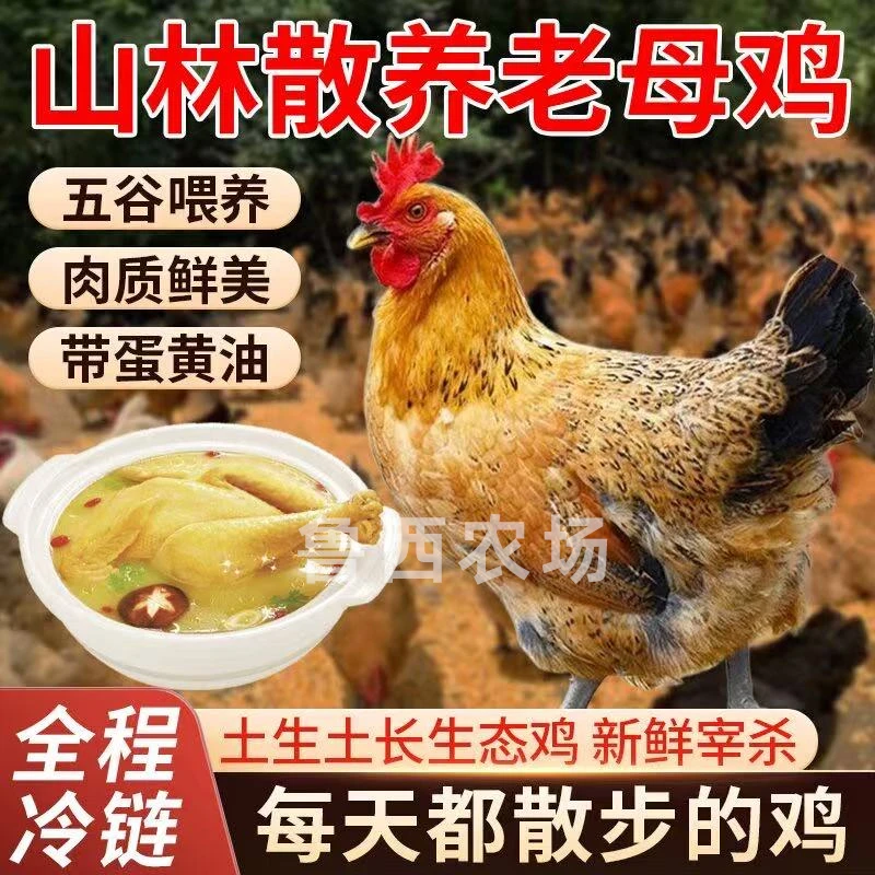 【鲁西1】买3送1 黄油老母鸡 带内脏 到手共4只净重10-11斤试吃一只
