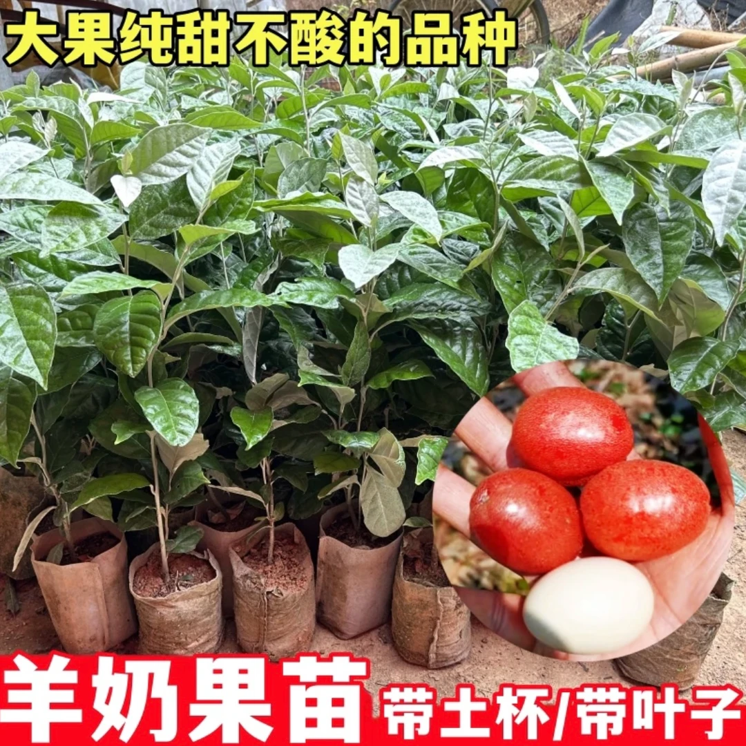 【直播间】新品德甜二号羊奶果树苗特大果四季种植羊奶果苗带土带叶
