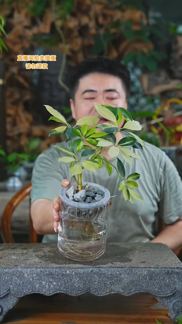 完全开放花叶鸭脚木玻璃瓶