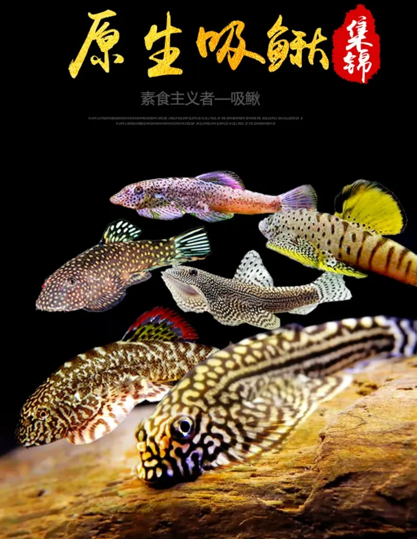 吸鳅 绿斑马 密点 思凡 紫鳍 金钻 彩虹 双蓝  绯红豹