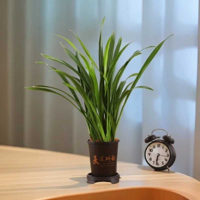 墨兰盆栽四季开花浓香型室内桌观花卉绿植