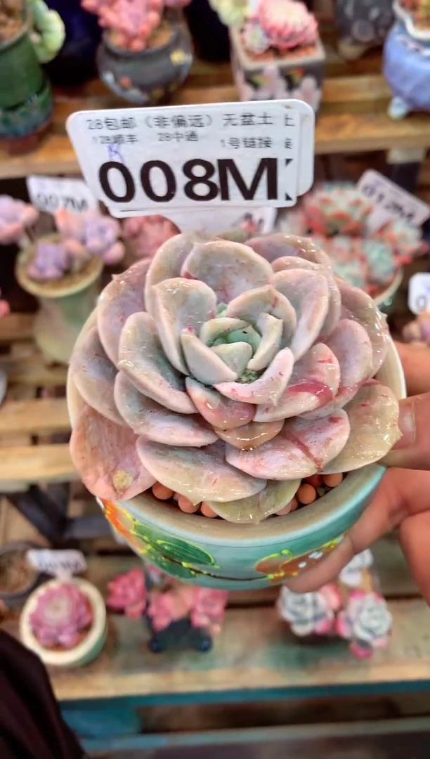 008M（一物一拍，精品多肉，所见即所得 ）