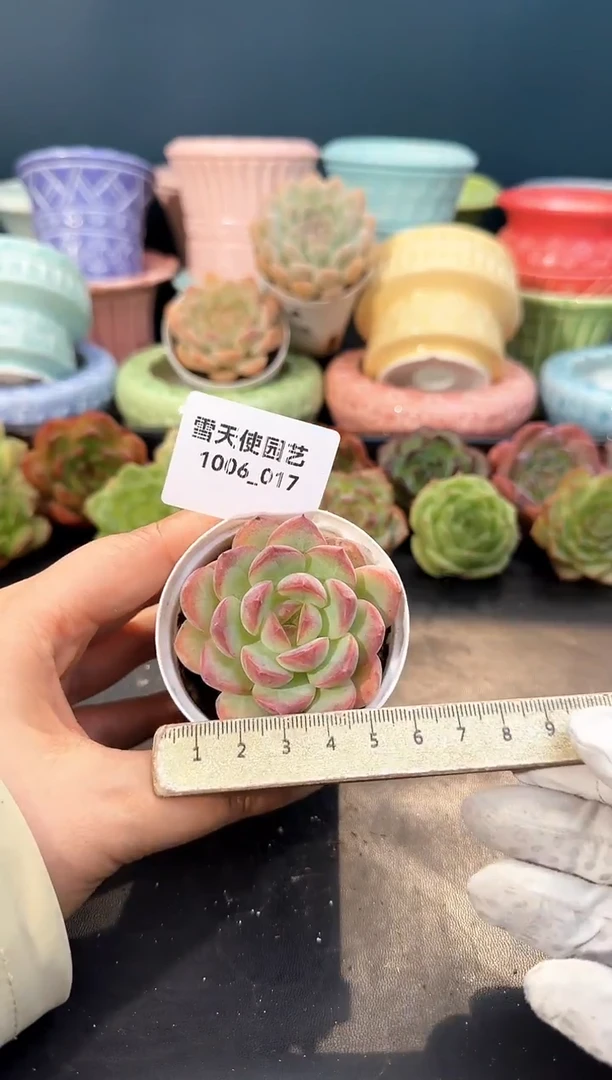 1006-  017青山 （冠幅5cm）