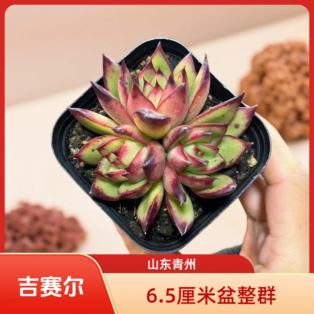 吉赛尔6.5厘米盆老桩多肉