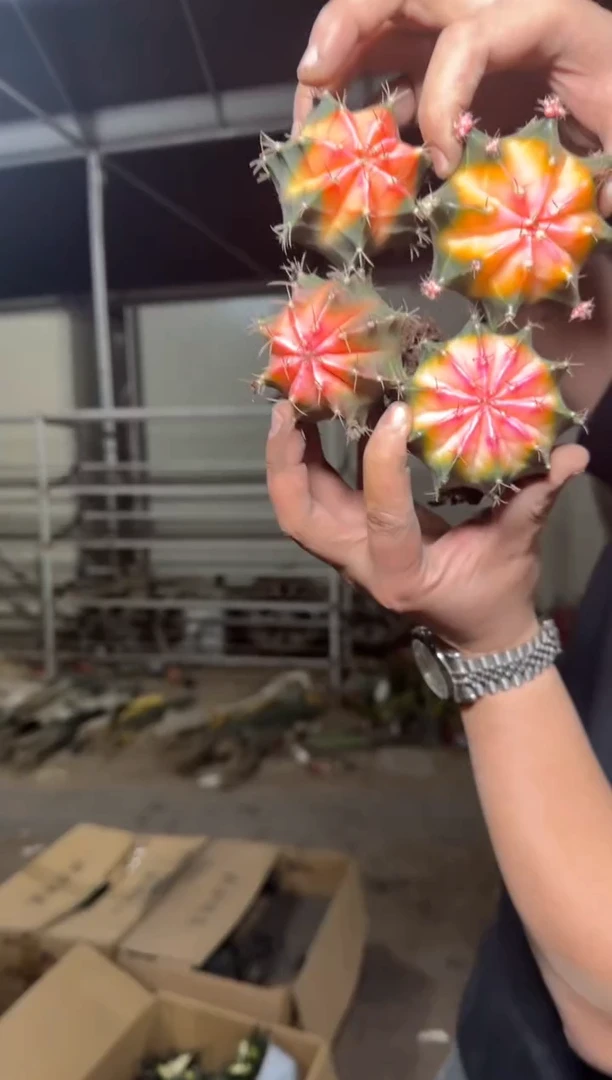 4颗 牡丹锦球【实生根】4-6cm