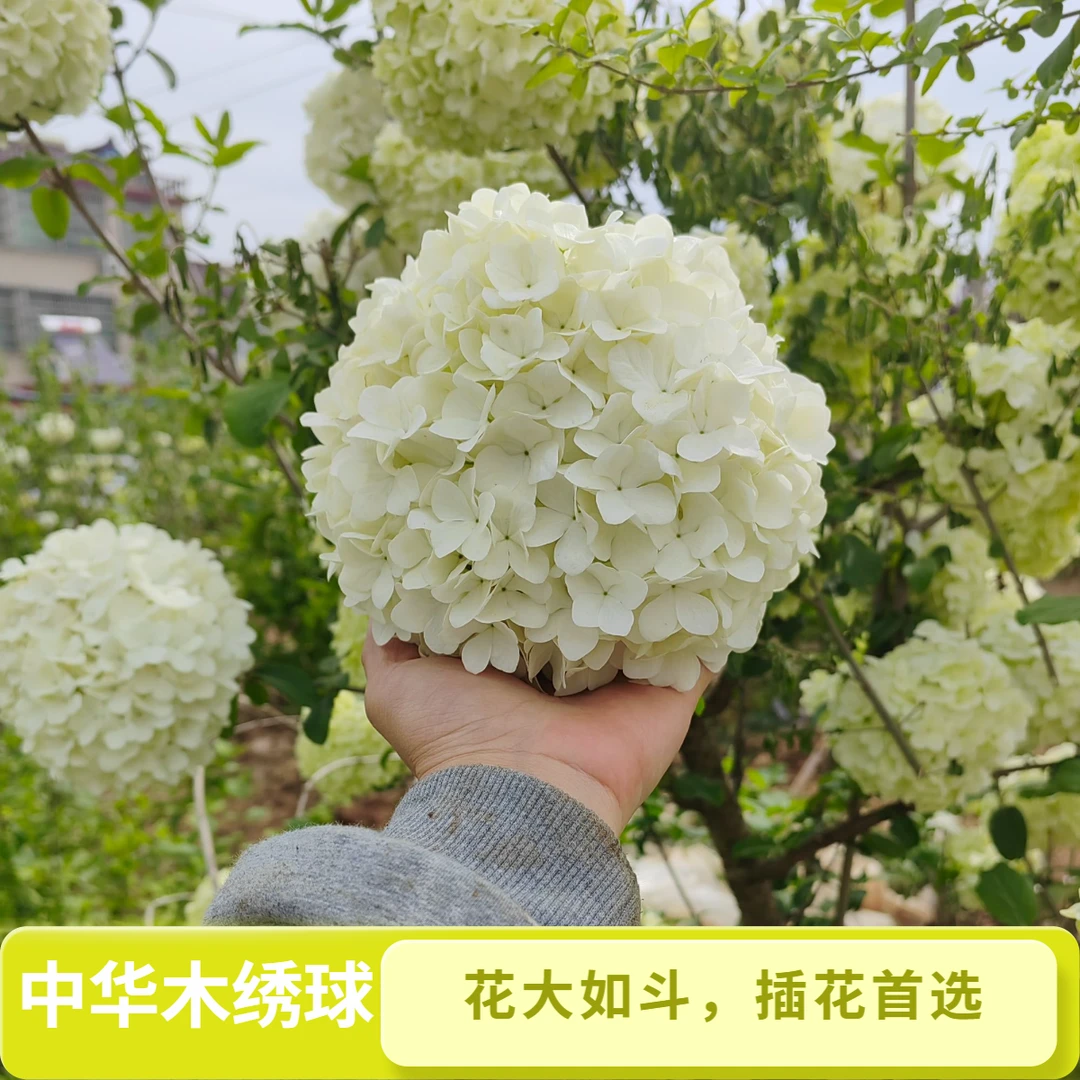 【直播间一物一拍】中华木绣球大棵树苗大花斗球木本绣球大树绣球