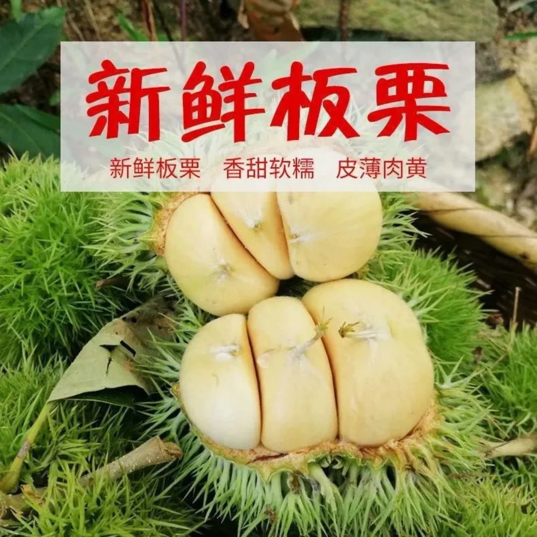 【带刺球外壳发货】云南当季新鲜带刺壳青板栗清甜脆口现摘现发