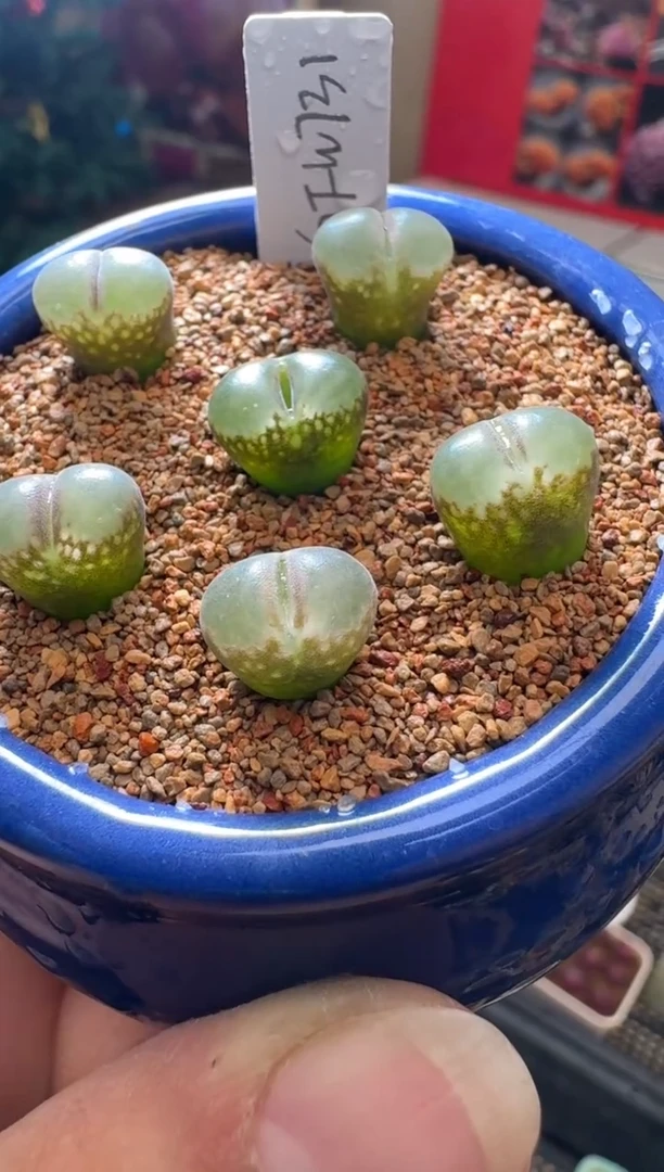 【闪购商品】6-19·GFW731一颗