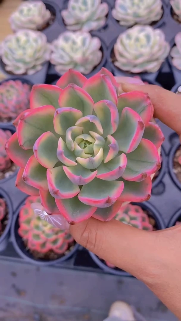 A788-雨滴锦带盆土（量拍）