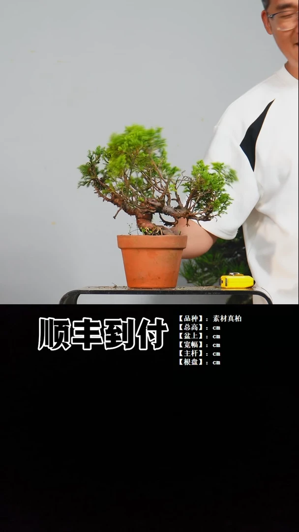 无花朵a008素材真柏bubaoyou