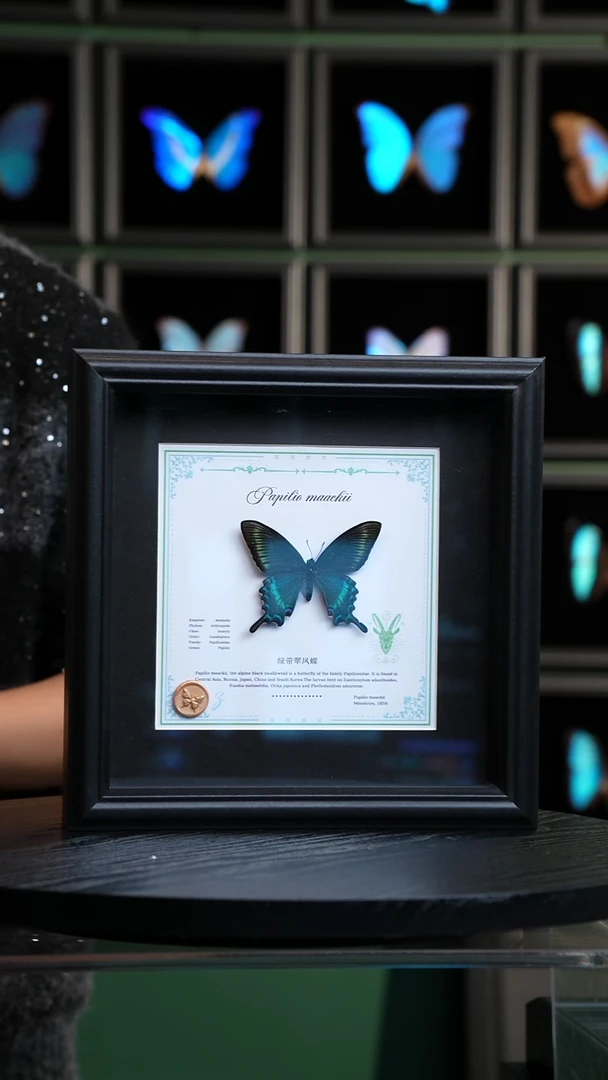 绿带翠凤蝶春型星座款8寸方框