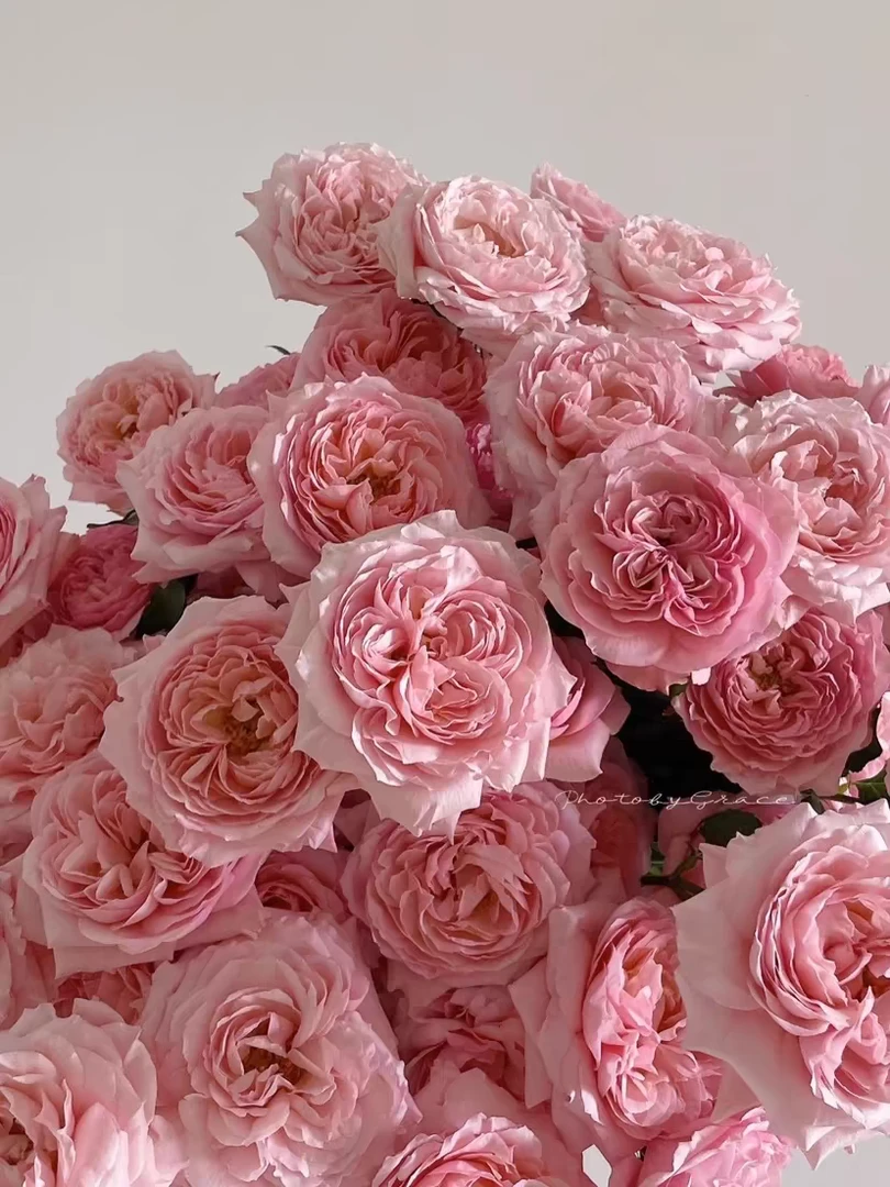 朱莉塔（Julieta）中苗 扦插月季多头盆栽勤花茶香四季抗病耐热