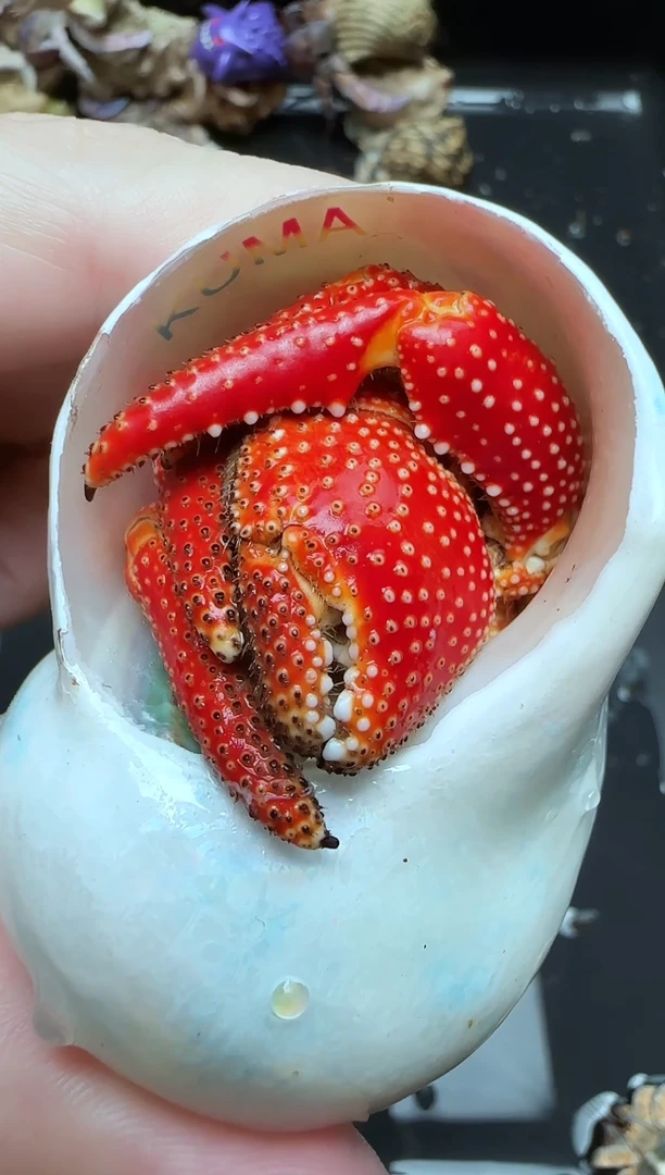 三点八口法拉利不退不换